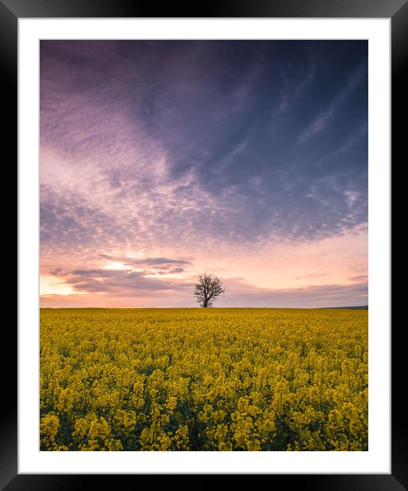 The Tree Stands Alone Framed Mounted Print by Kevin Browne