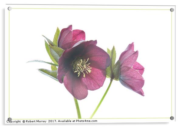 Lenten Rose Acrylic by Robert Murray