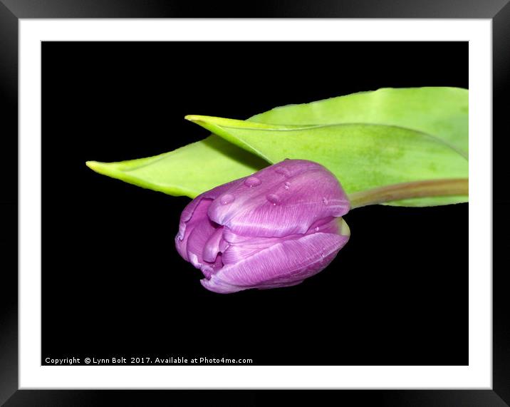 Purple Tulip Framed Mounted Print by Lynn Bolt