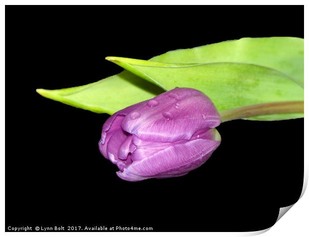 Purple Tulip Print by Lynn Bolt