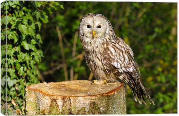 Tawny Owl on a Tree Stump Canvas Print by Oxon Images