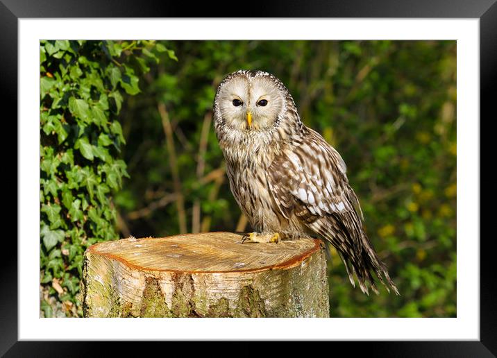 Tawny Owl on a Tree Stump Framed Mounted Print by Oxon Images