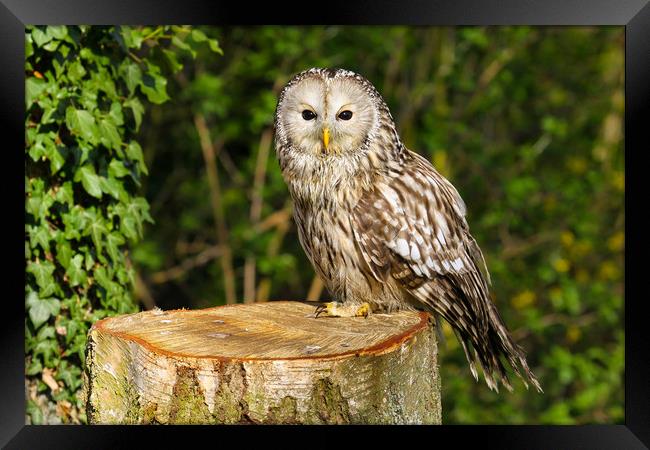 Tawny Owl on a Tree Stump Framed Print by Oxon Images