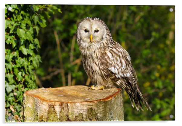 Tawny Owl on a Tree Stump Acrylic by Oxon Images
