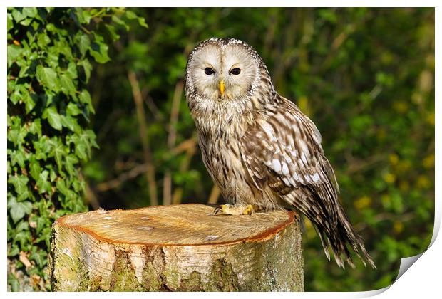 Tawny Owl on a Tree Stump Print by Oxon Images