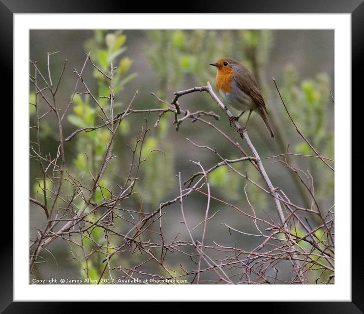 The Resting Robin  Framed Mounted Print by James Allen