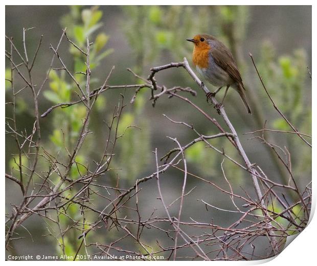 The Resting Robin  Print by James Allen