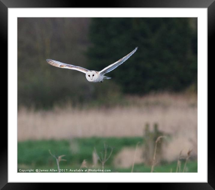 Barn Owl Hunting  Framed Mounted Print by James Allen