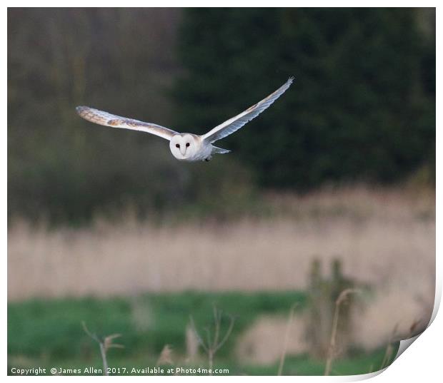 Barn Owl Hunting  Print by James Allen