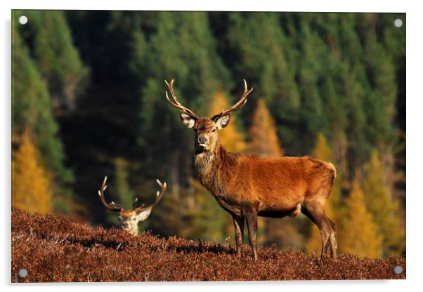 Red Deer Stag  Acrylic by Macrae Images