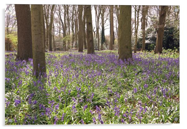 Bluebell Woods  Acrylic by Tony Murtagh