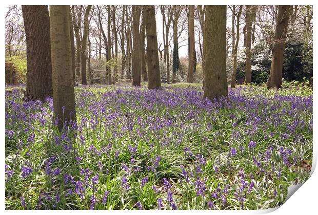 Bluebell Woods  Print by Tony Murtagh
