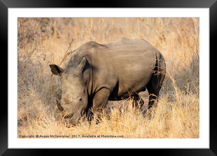 White rhino grazing Framed Mounted Print by Angus McComiskey
