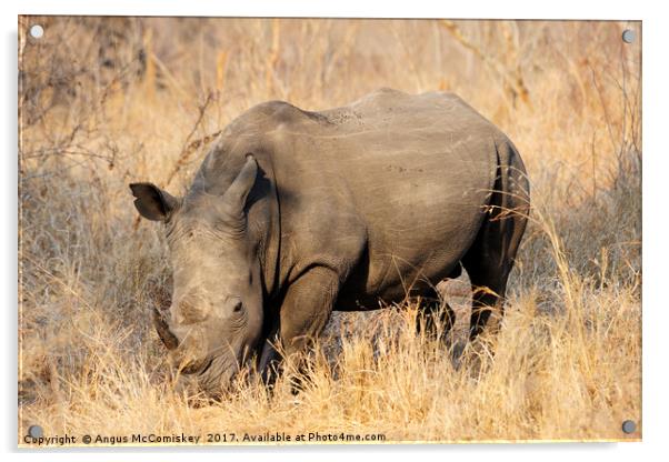 White rhino grazing Acrylic by Angus McComiskey