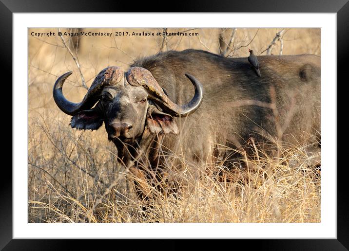 Cape buffalo in bush Framed Mounted Print by Angus McComiskey