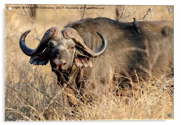 Cape buffalo in bush Acrylic by Angus McComiskey