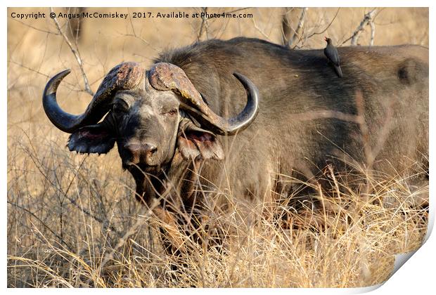 Cape buffalo in bush Print by Angus McComiskey