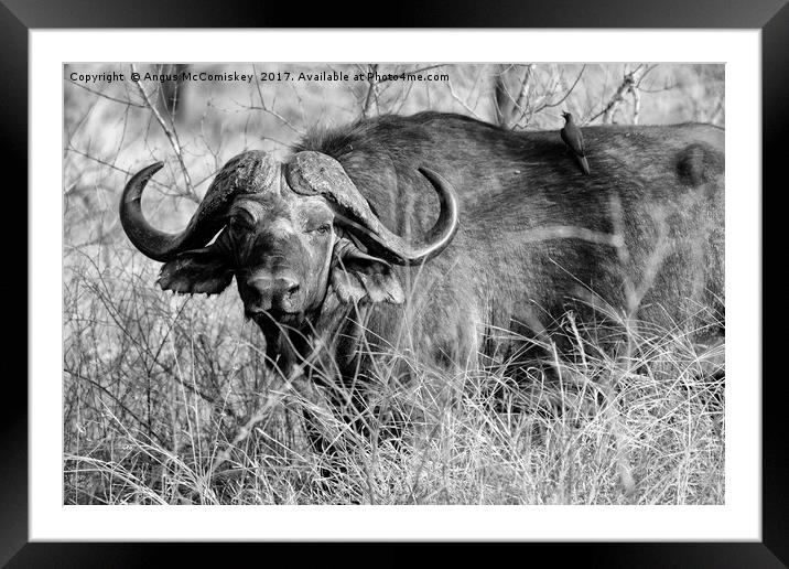 Cape buffalo in bush (mono) Framed Mounted Print by Angus McComiskey
