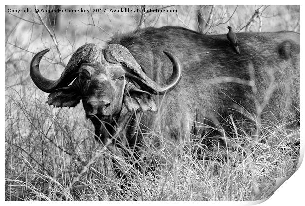 Cape buffalo in bush (mono) Print by Angus McComiskey