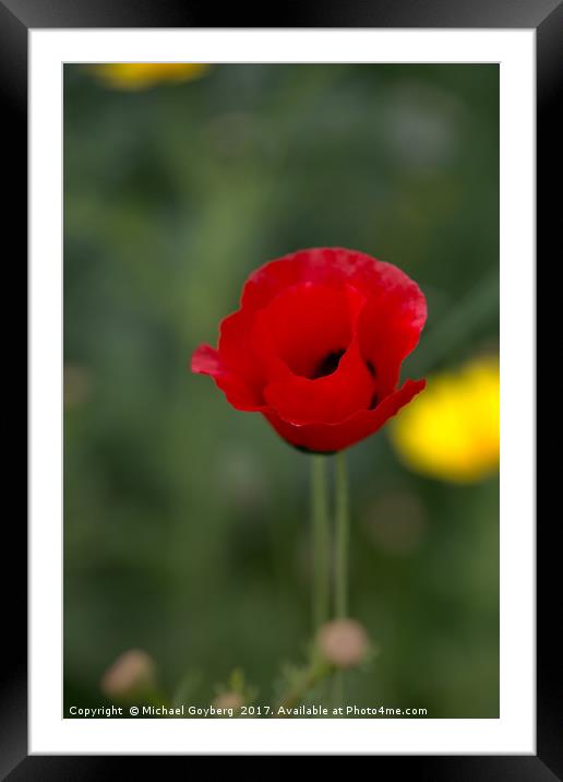  Red poppy on a green background Framed Mounted Print by Michael Goyberg