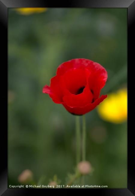  Red poppy on a green background Framed Print by Michael Goyberg