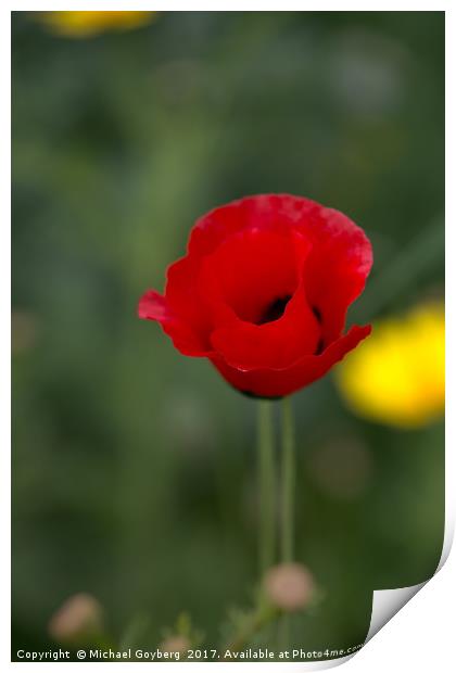  Red poppy on a green background Print by Michael Goyberg