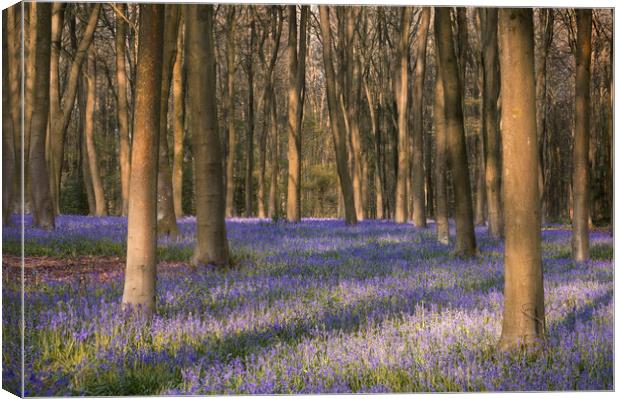 Sea of Bluebells Canvas Print by Chris Frost