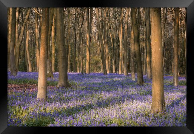 Sea of Bluebells Framed Print by Chris Frost