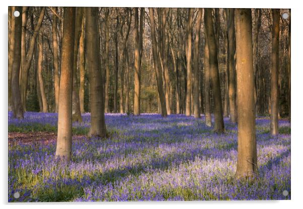 Sea of Bluebells Acrylic by Chris Frost