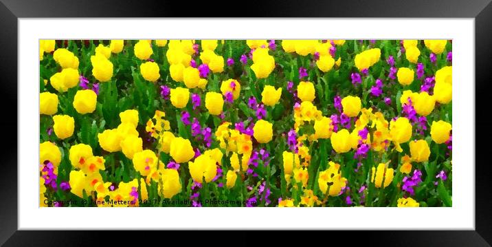 Tulips in Spring Framed Mounted Print by Jane Metters