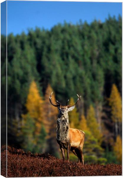 Red Deer Stag  Canvas Print by Macrae Images