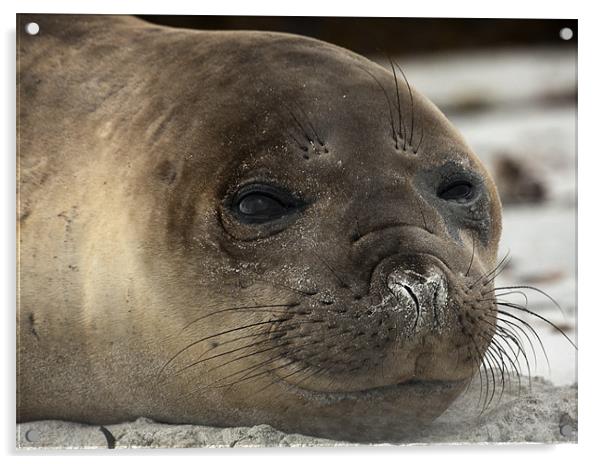 Elephant Seal pup Acrylic by Paul Davis