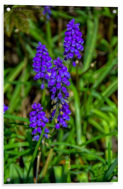  Muscari  Acrylic by Derrick Fox Lomax