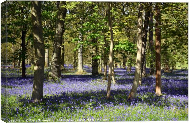Bluebell woodland  Canvas Print by Piers Thompson