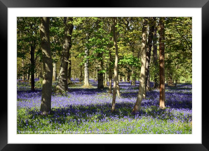 Bluebell woodland  Framed Mounted Print by Piers Thompson