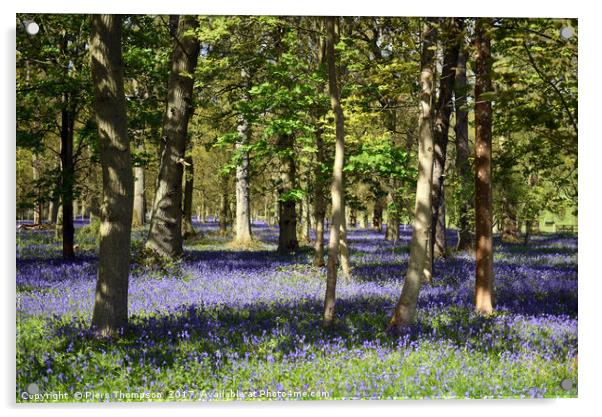 Bluebell woodland  Acrylic by Piers Thompson