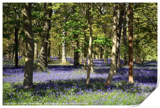 Bluebell woodland  Print by Piers Thompson