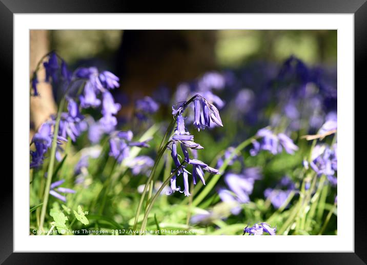 Bluebells close up Framed Mounted Print by Piers Thompson