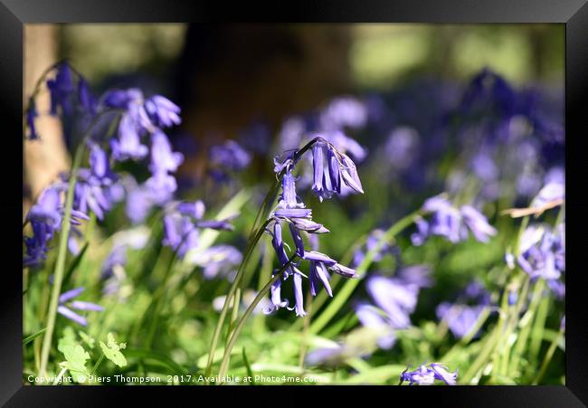 Bluebells close up Framed Print by Piers Thompson