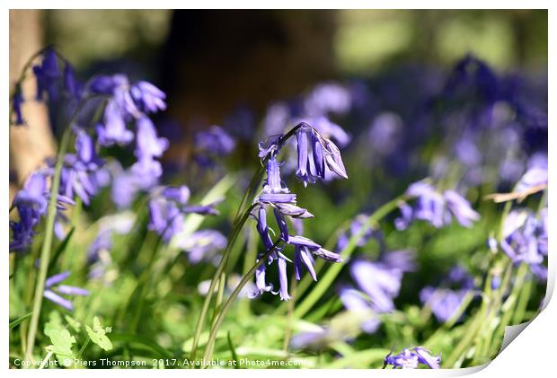 Bluebells close up Print by Piers Thompson