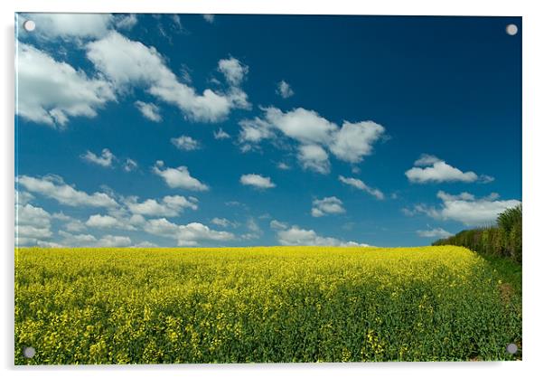 Summer skies above Rape seed crop Acrylic by Pete Hemington