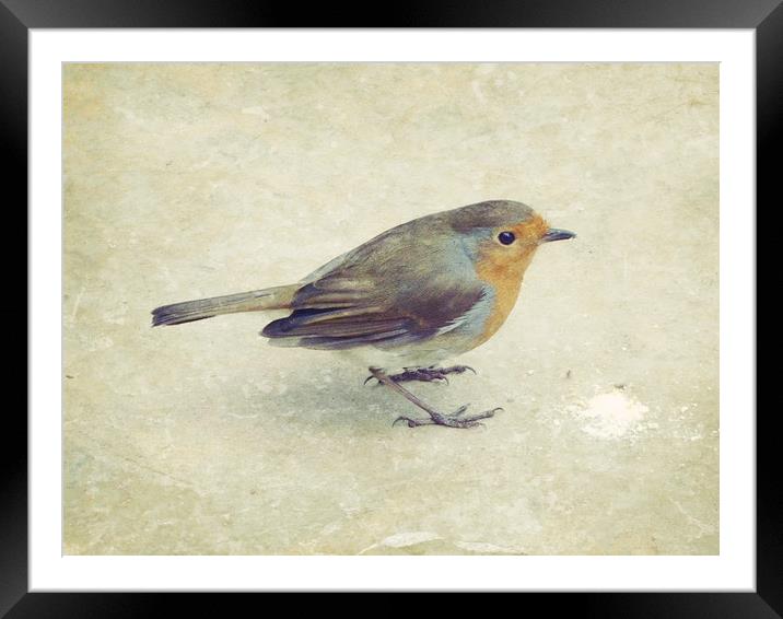 little visitor Framed Mounted Print by Heather Newton