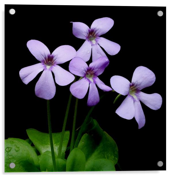 four little flowers Acrylic by Heather Newton