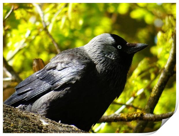 Jackdaw on a Branch Print by Jane Metters