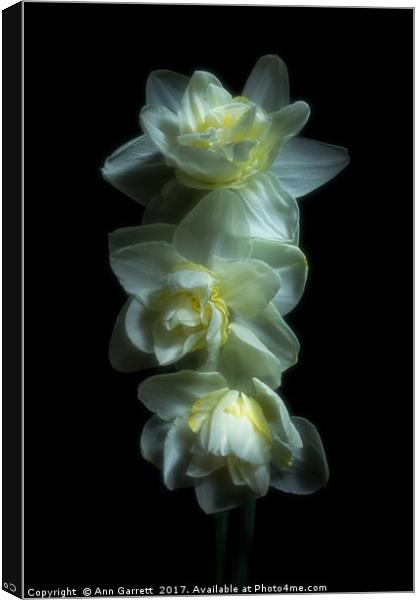 Three Double Daffodils Canvas Print by Ann Garrett
