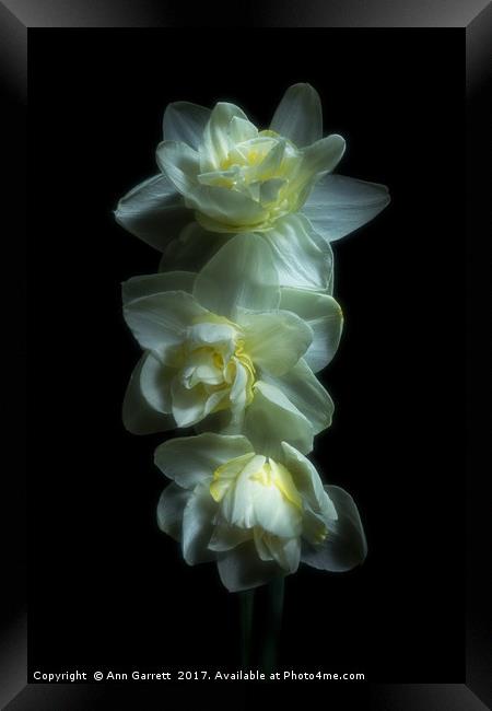 Three Double Daffodils Framed Print by Ann Garrett