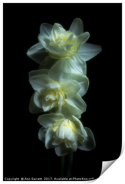 Three Double Daffodils Print by Ann Garrett