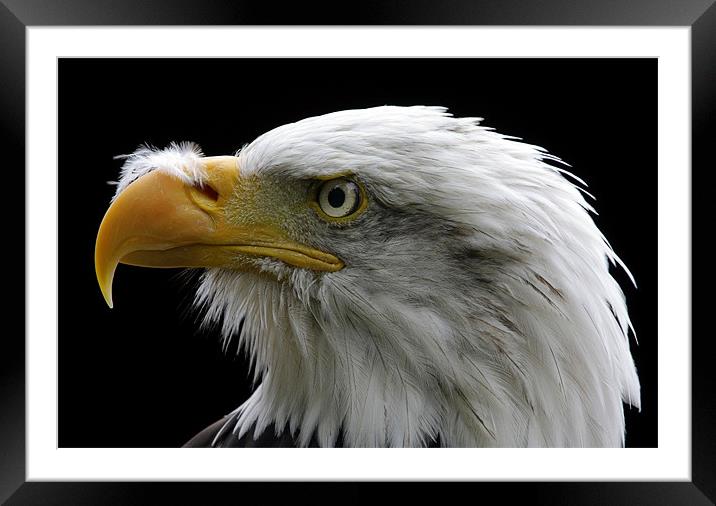 American Bald Eagle Framed Mounted Print by Tony Bates