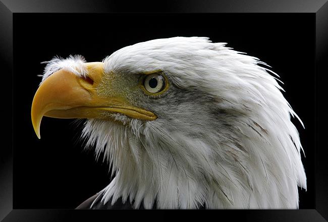American Bald Eagle Framed Print by Tony Bates
