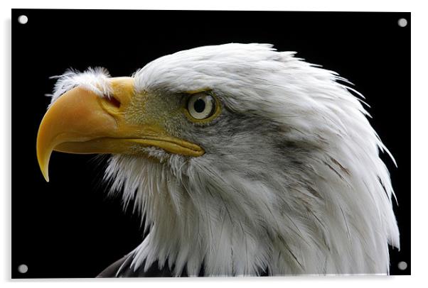 American Bald Eagle Acrylic by Tony Bates